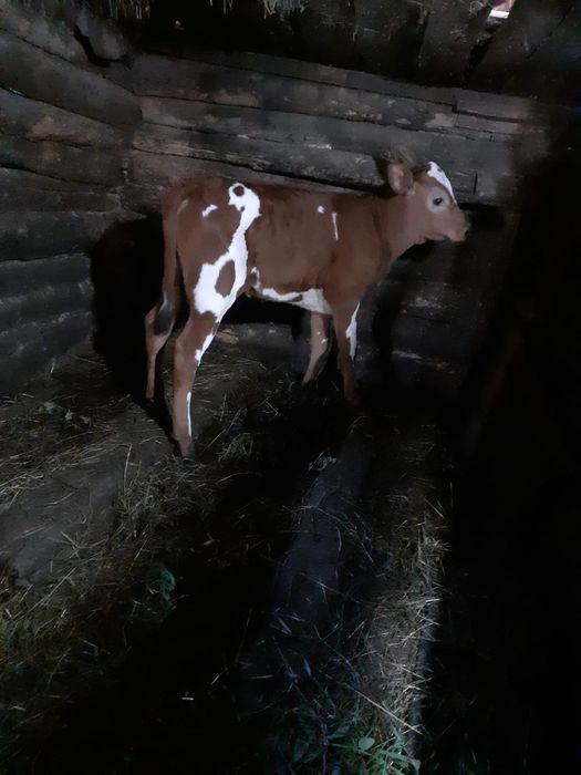 Продам тёлочку 3 месяца