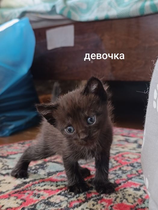 Отдам котят в добрые руки