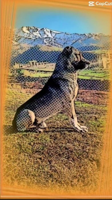 Кангал+алабай чатишган