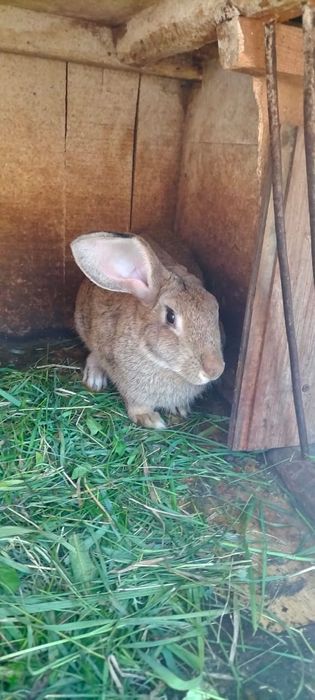 Продам кроликов.