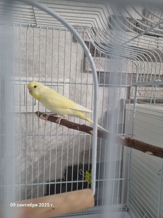 Клетка для попугаев