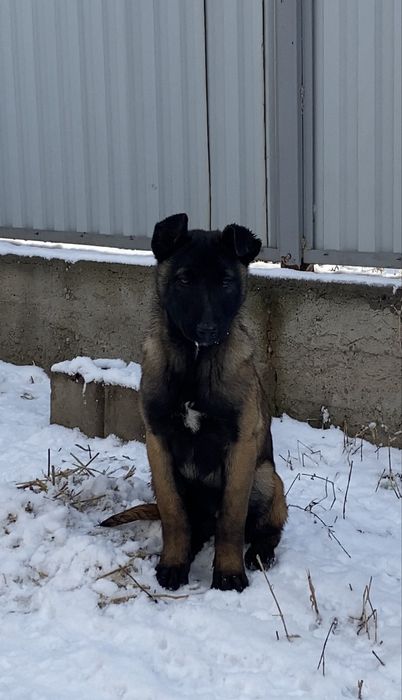 Продаю бельгийскую овчарку