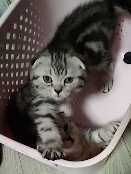 Скоттиш фолд. Две девочки.