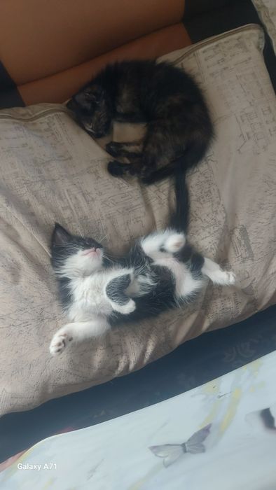 Котята мышеловы 1,5 месяца