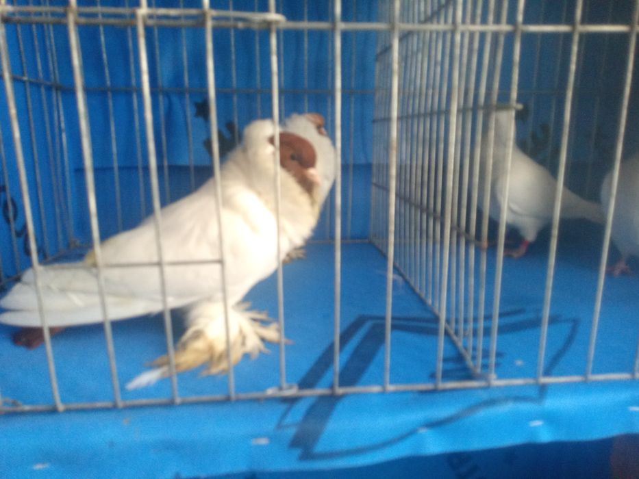 Vând porumbei de rasa