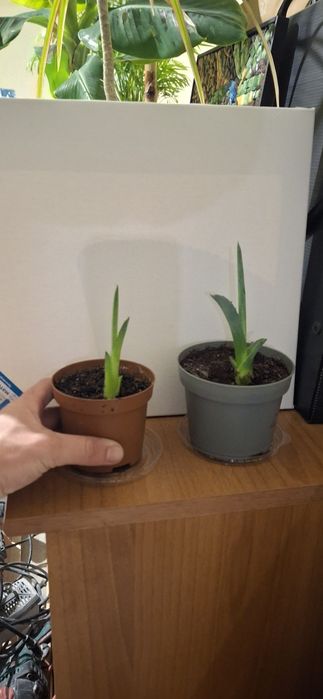 Алое ,,Столетник,,