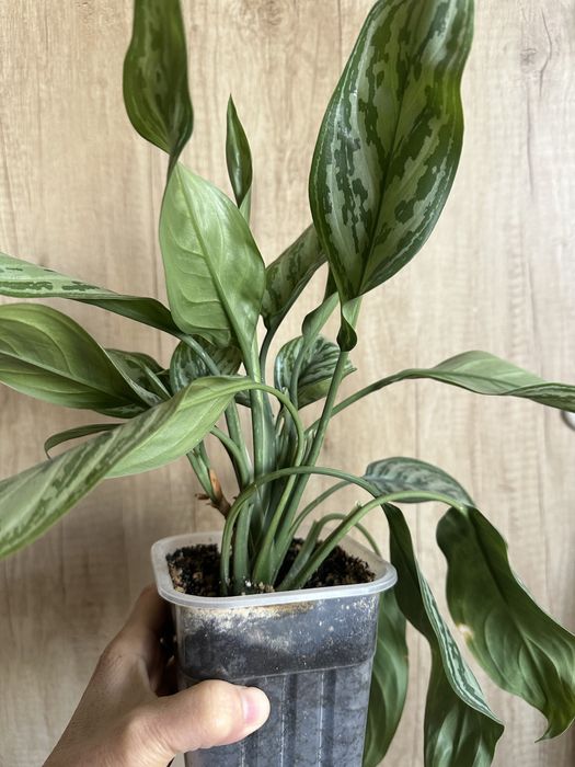 Продам комнатные растения