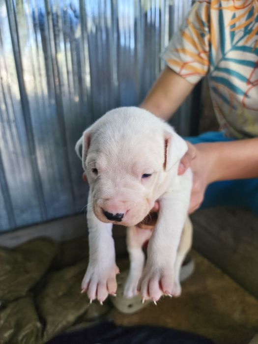 Vând pui Dog Argentinian Dogo Argentino