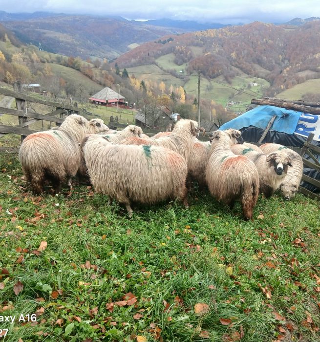 Oi fătătoare de vînzare