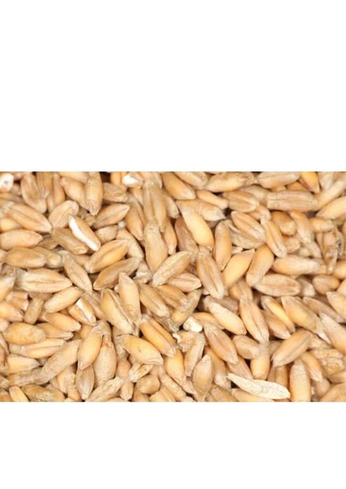 Семена пшеницы сорт Айна