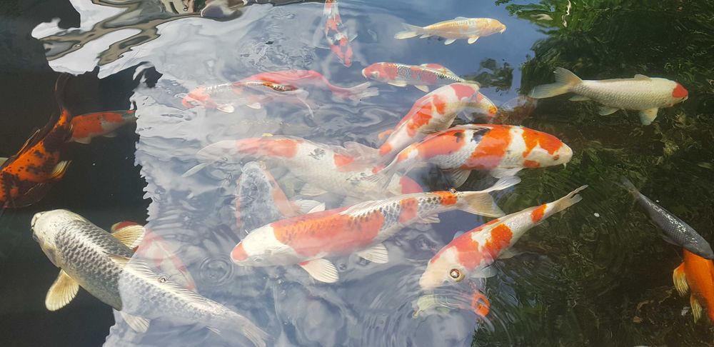 Vand crapi koi si plante de iaz