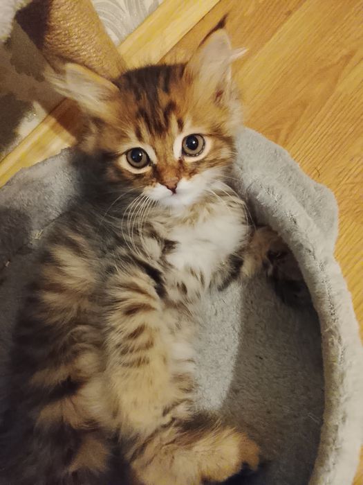 Продам породистого котенка