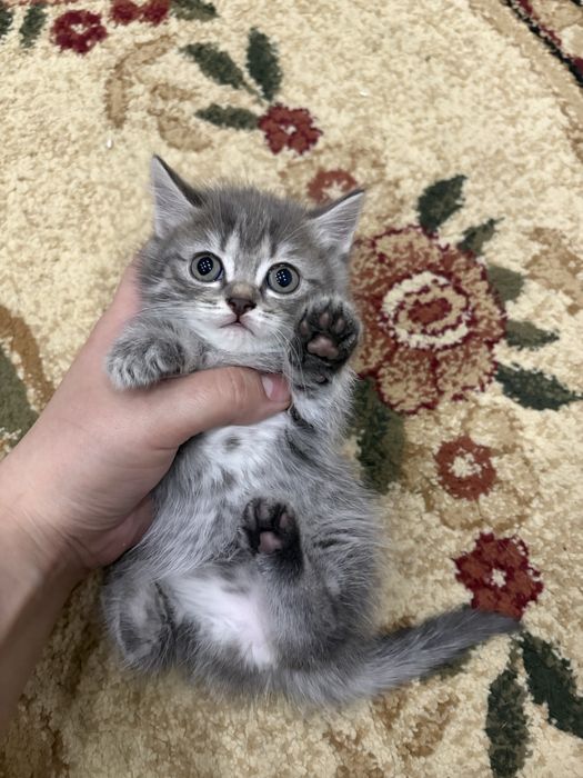 Отдам котят в добрые руки