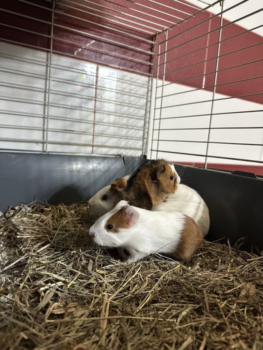 Porcusori de Guineea