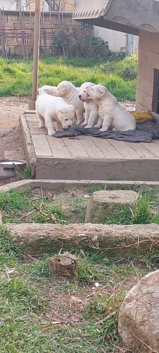 Алабайчета 1 мъжко и 2 женски свободни