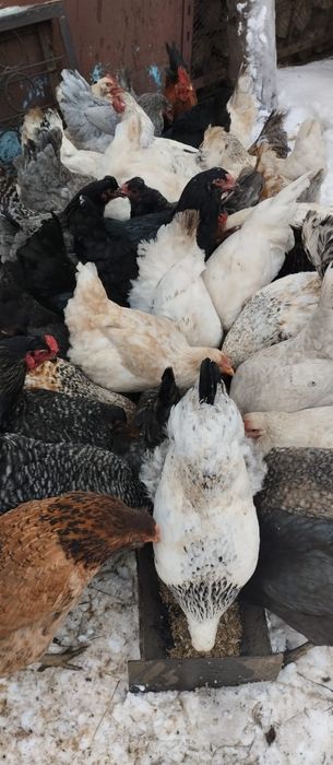 Сельхоз животные