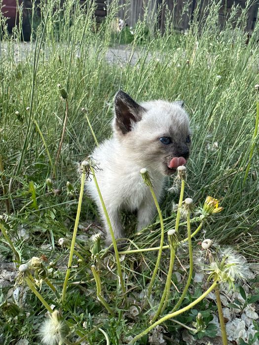 Котят Отдам в хорошие руки