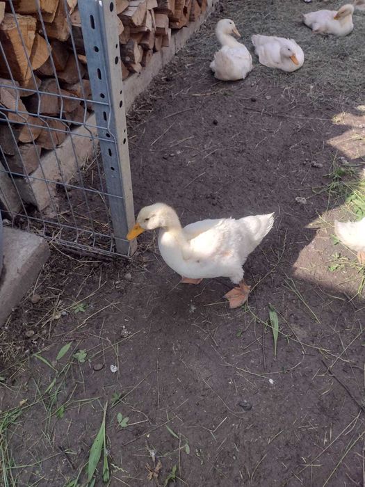 Vând rațe rasa Pekin
