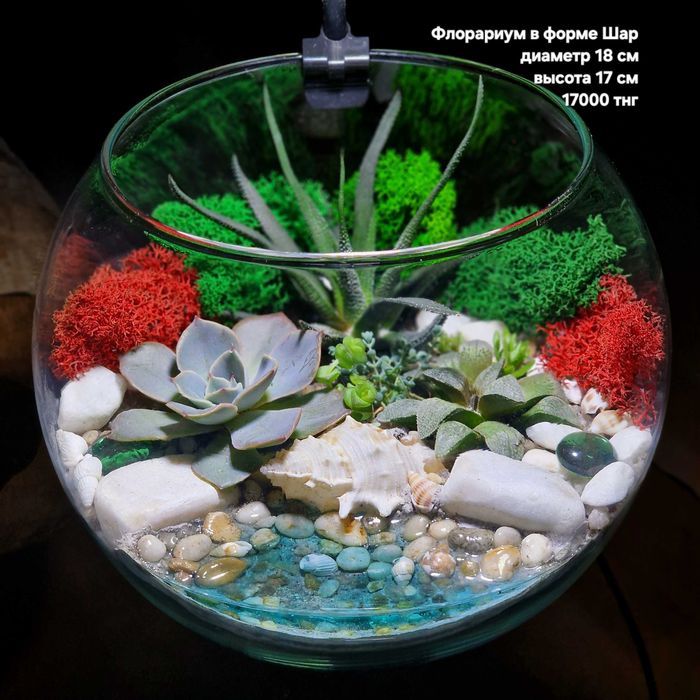 Флорариум, суккуленты