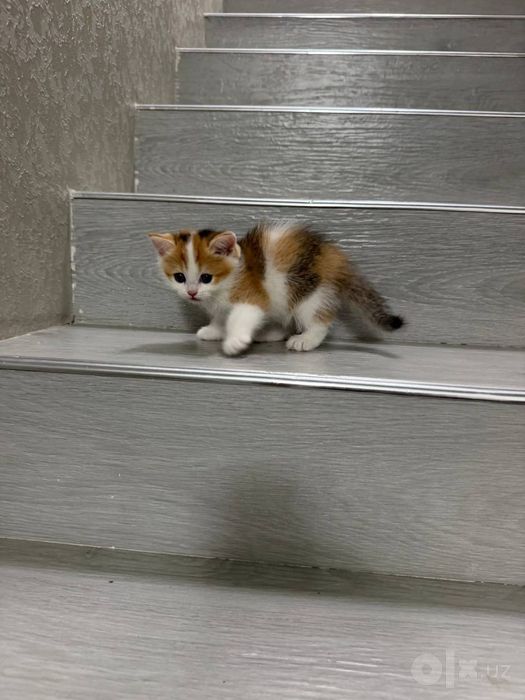 Продаются котята