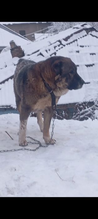 Тобет старотипная девочка