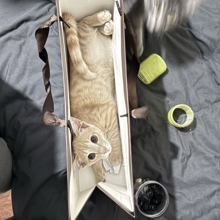 Отдам добрые руки