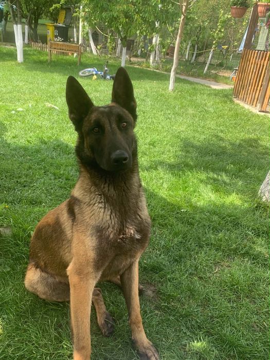 Ciobanesc Belgian