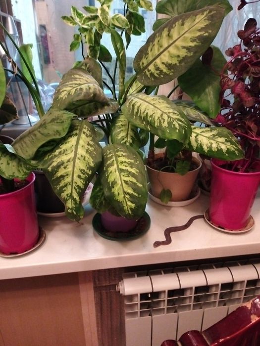 Комнатные растения