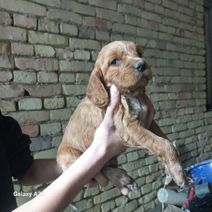 тоза Английский  кокоер спаниеьл