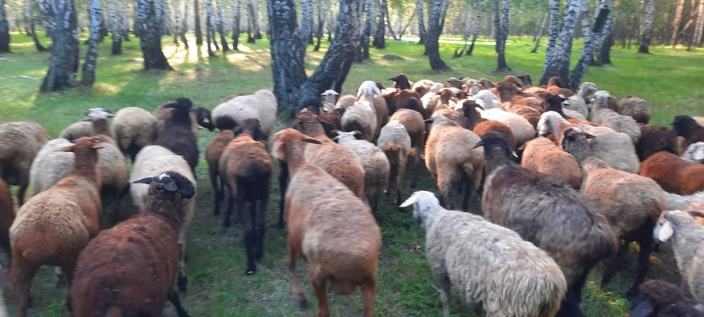 Продам баранов. Кой сатамын