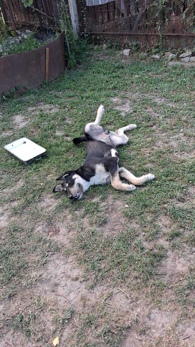 Catei adoptie gratuita