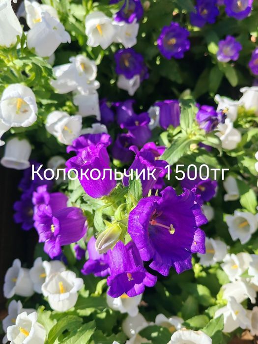 Продам цветы, комнатные и садовые.