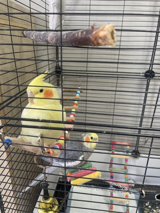 2 кореллы и все необходимое