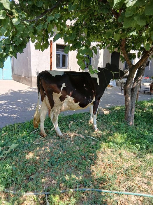 Galshteyn sigir 2 qorin