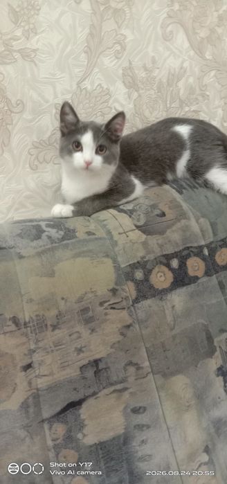 Отдам в хорошие, добрые руки котят!