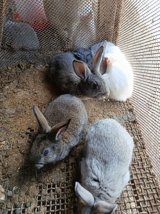 Продам крольчат.
