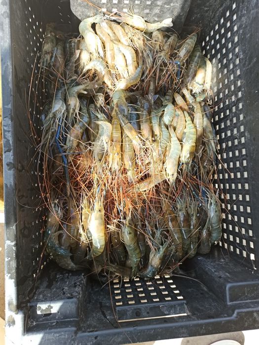 Креветки Розенберг