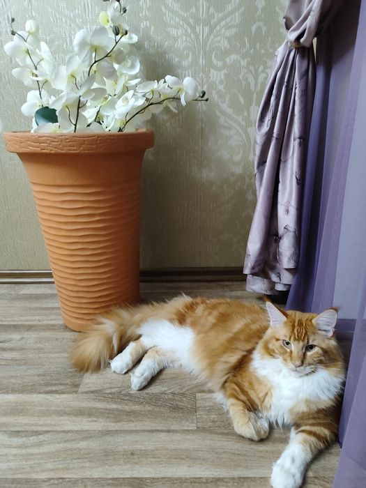 Продам кота мейнкун