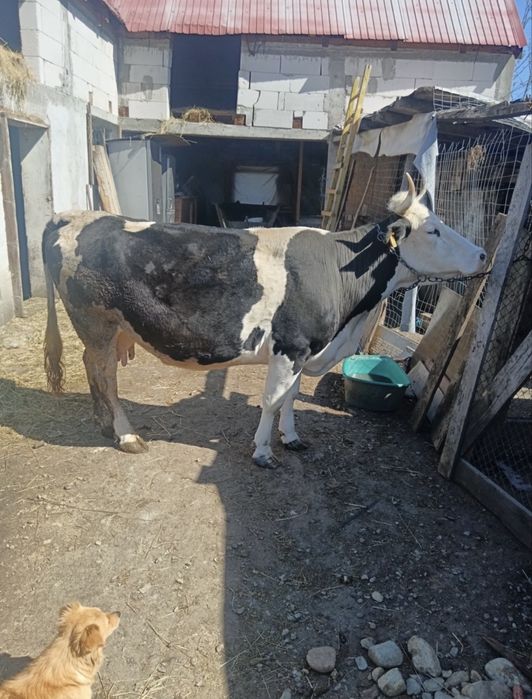 Vând balțată roamânească