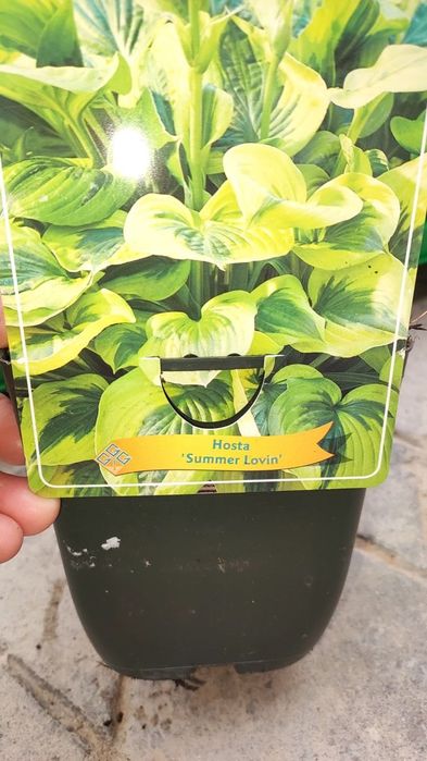 Хосты и другие многолетники