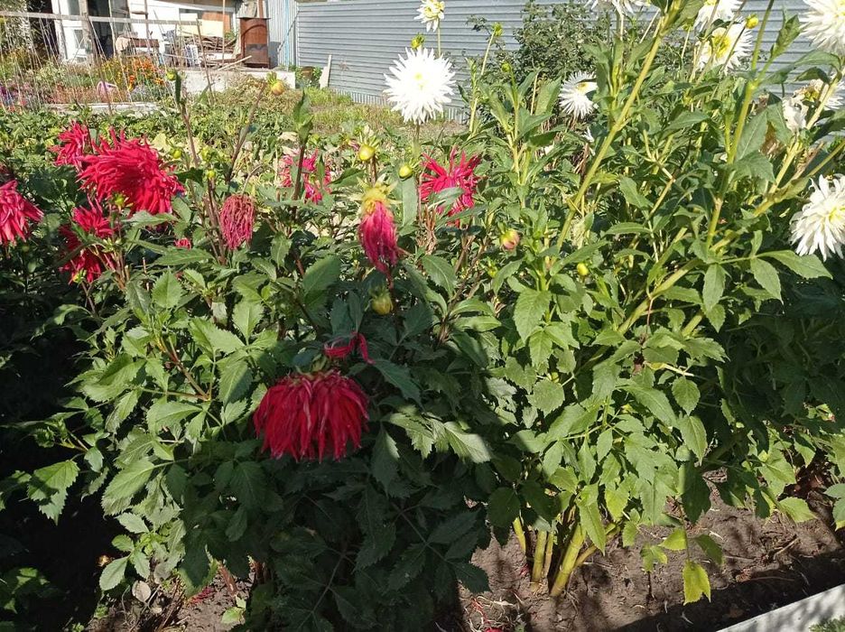 Продам Голанские георгины