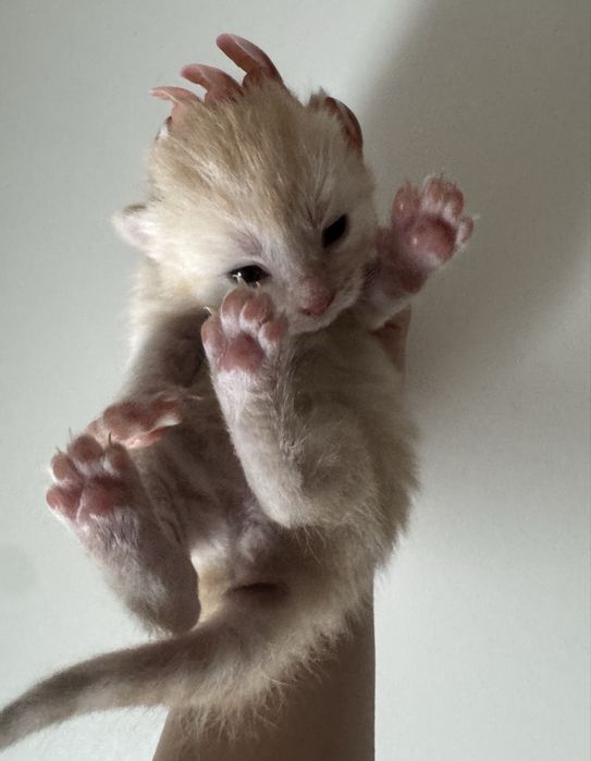 Продается котята