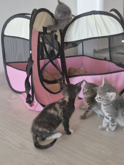 Котята-девочки в добрые руки