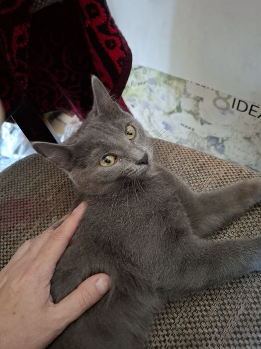 Катенок  девочка