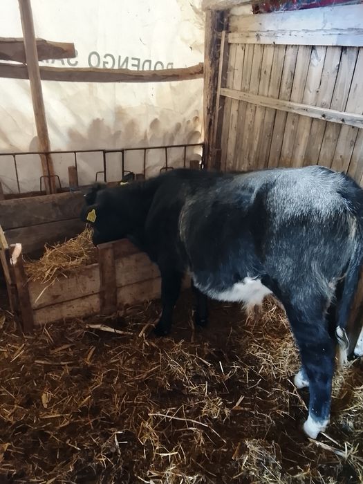 Vând vițel belgian