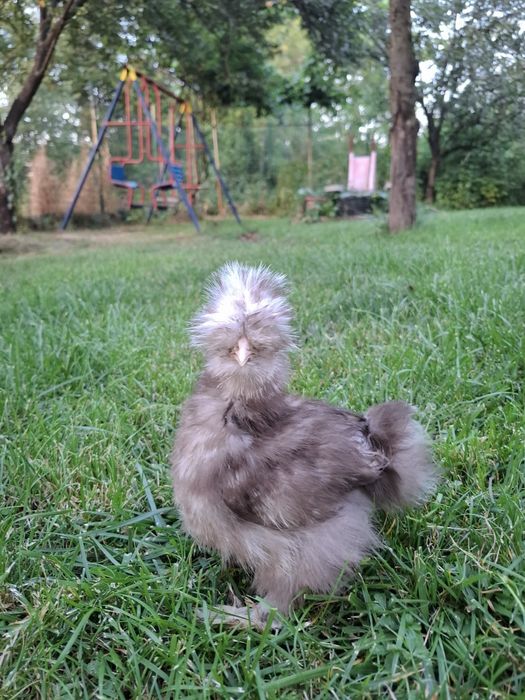 Американски копринки яйца