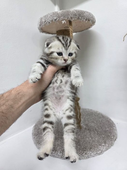 КоТики шотландские