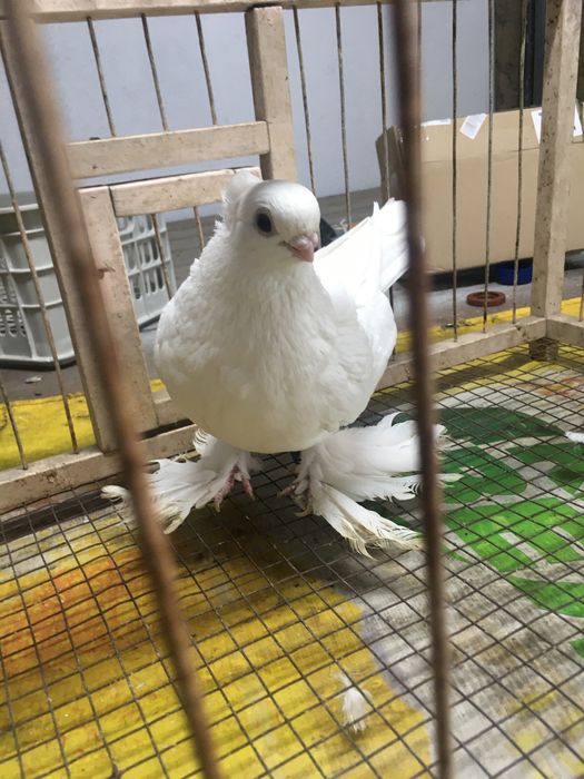 Белая самка молодая