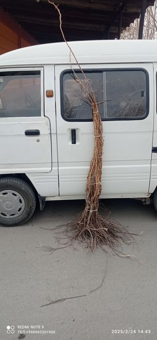 Сизларга 100% ишочли нихолларимизни таклиф қиламиз