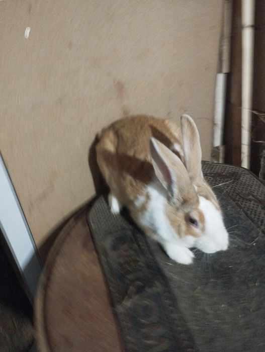 Iepuri hycole francez masculii